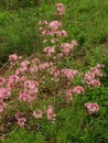 Pink Azaleas Shrub Ã¢â¬â Rhododendron periclymenoides